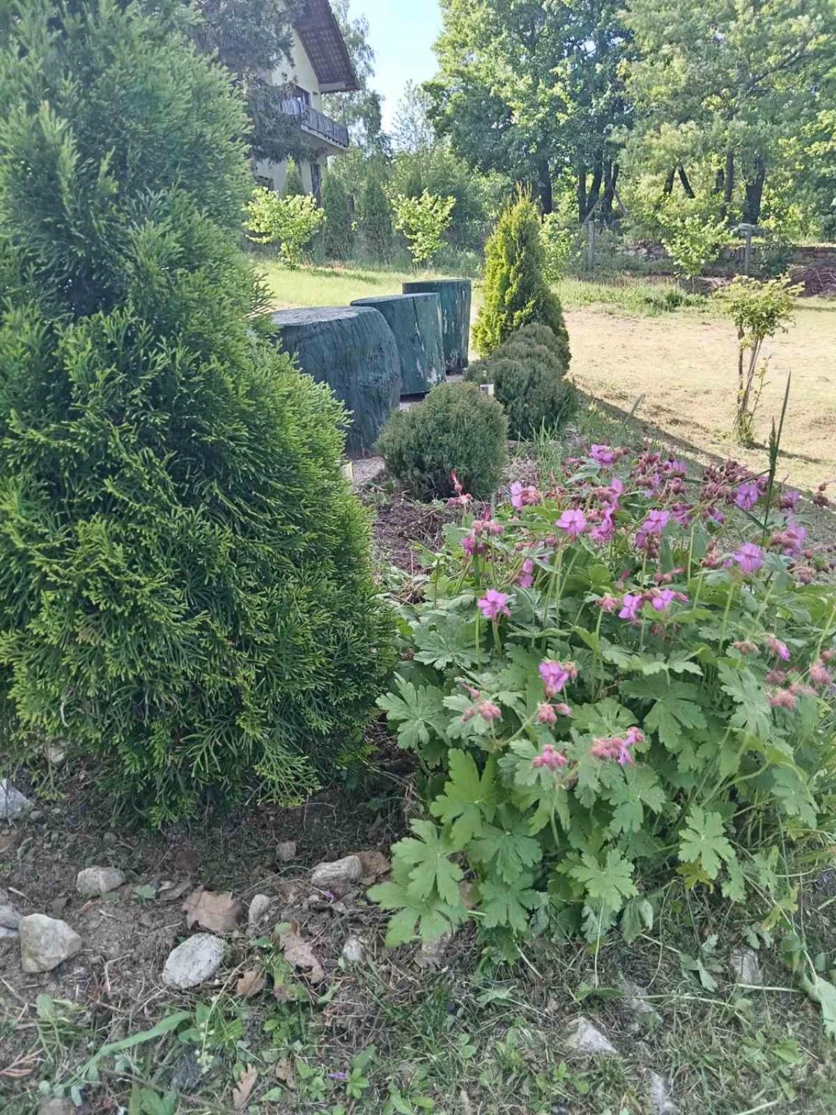 Vila Tea Borsko Jezero Villa Dış mekan fotoğraf